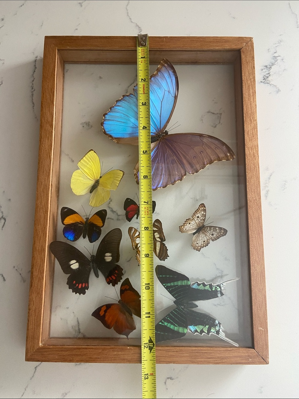 Vintage Real Butterfly Specimen Shadow Box Blue Morpho Wood Frame - Picture 3 of 12